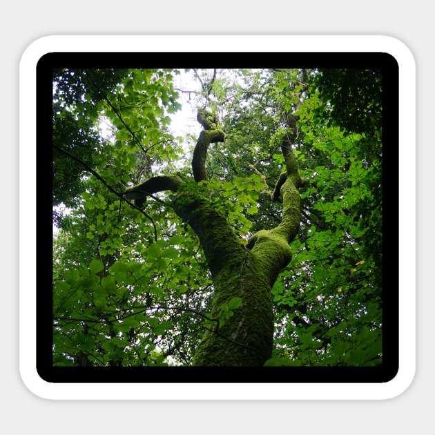 Green Tree Tree Sticker TeePublic